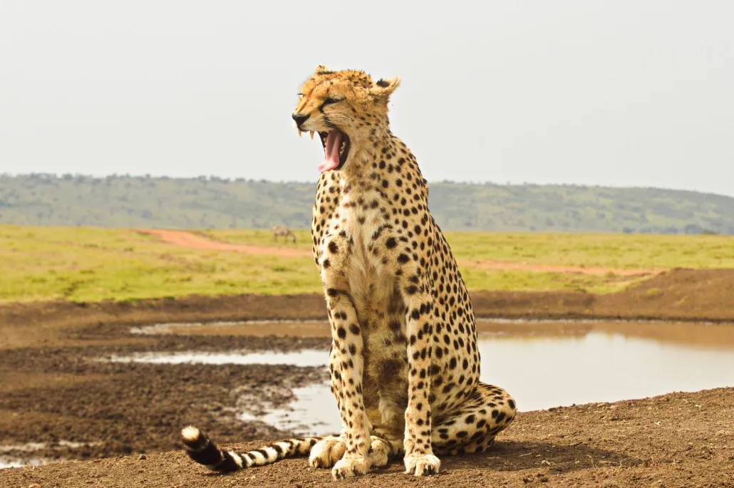 cheetah
